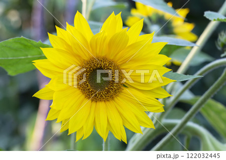 Little yellow sunflower on a green background. Little yellow sunflower on a green background. 122032445