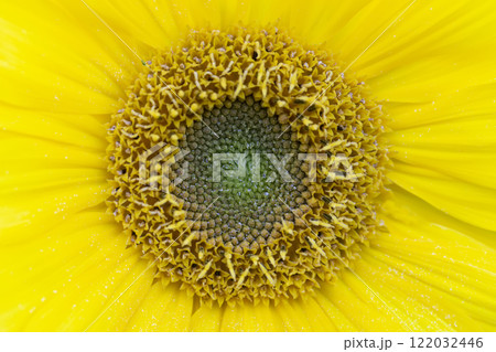 Close-up texture of a yellow sunflower with a pith. Close-up texture of a yellow sunflower with a pith. 122032446