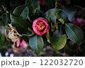 咲きかけのツバキ 122032720