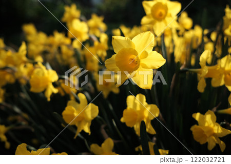 スイセンの花 スイセンの花 122032721