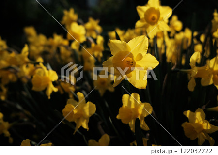 スイセンの花 122032722