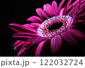 ガーベラの花のアップ 122032724