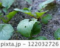 ハツカダイコンの葉に害虫 122032726
