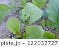 ハツカダイコンの葉に害虫 122032727