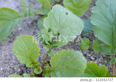 ハツカダイコンの葉に害虫 122032727