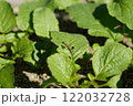 ハツカダイコンの葉に害虫 122032728