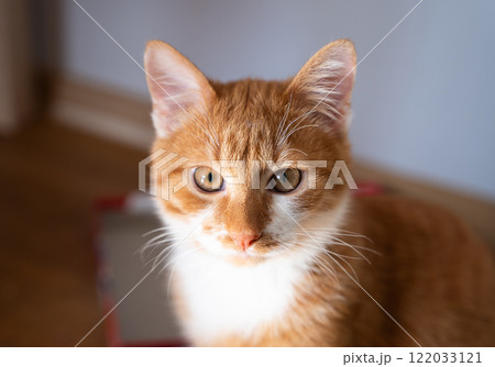 Portrait of a cat with red and white fur. Life of a domestic cat. Care and feeding. Portrait of a cat with red and white fur. Life of a domestic cat. Care and feeding. 122033121