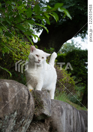 民家の岩の上でポーズをとる白猫の野良猫 122033488