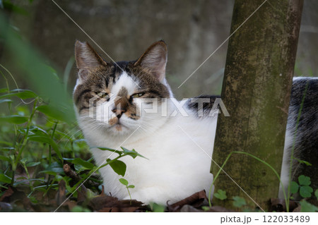 怒ってそっぽを向くような顔のキジトラ柄とぶち猫柄の野良猫 怒ってそっぽを向くような顔のキジトラ柄とぶち猫柄の野良猫 122033489