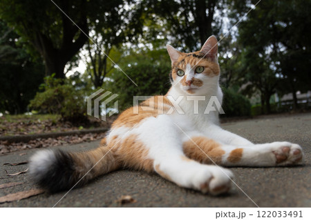 寝転びながら振り向く尻尾が太い三毛猫柄の野良猫 122033491