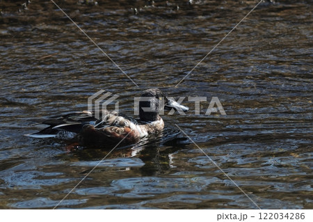 ハシビロガモ 大きなクチバシ 黄色い目 ハシビロガモ 大きなクチバシ 黄色い目 122034286