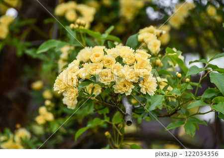 キモッコウバラ キモッコウバラ 122034356