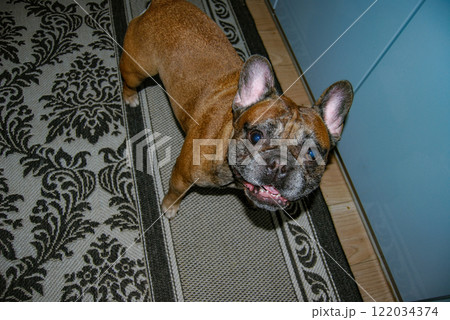 Funny face of a French bulldog. Square shapes of a French bulldog with a wild character. 122034374