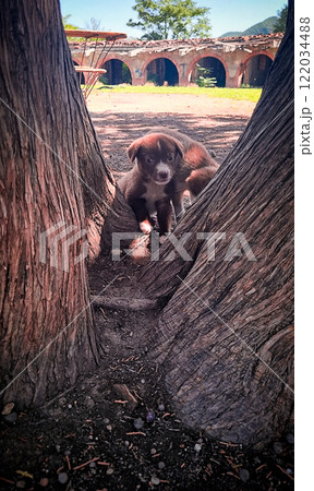 Curious puppy peeks through tree trunks in a serene outdoor setting 122034488