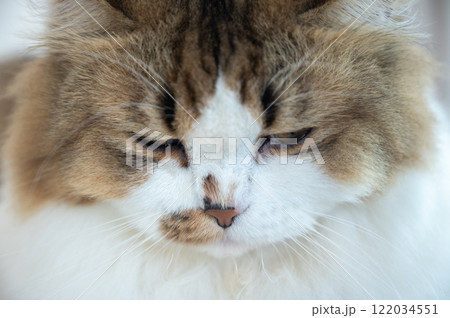 Close up of Persian cat feel stressed or depressed emotional. Inactivity, changes in behavior and personality may be signs your kitty is depressed. Close up of Persian cat feel stressed or depressed emotional. Inactivity, changes in behavior and personality may be signs your kitty is depressed. 122034551
