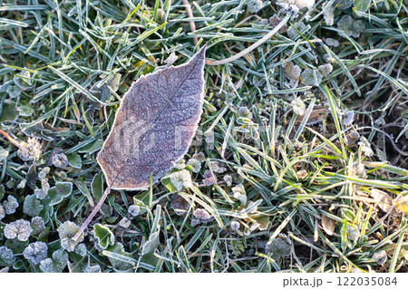 Grass with frost in the winter Grass with frost in the winter 122035084