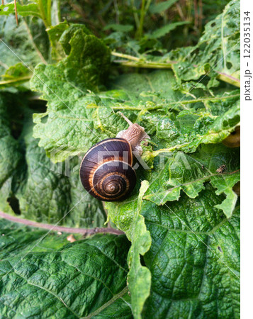 Snail eating burdock leaf. Snail invasion in the garden Snail eating burdock leaf. Snail invasion in the garden 122035134