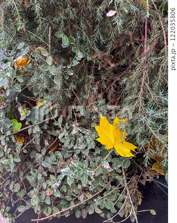 Close-up of vibrant greenery mixed with yellow autumn leaves. Change of seasons. Copy space 122035806