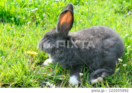 furry baby rabbit bunny sitting on green grass nature background. furry baby rabbit bunny sitting on green grass nature background. 122035892