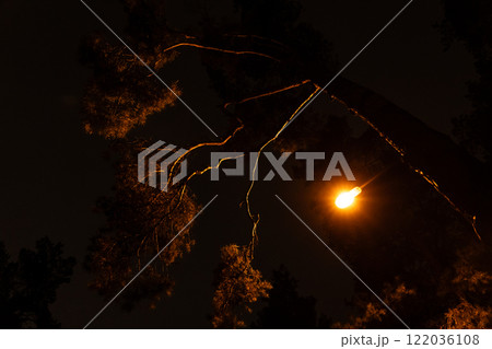 Street lamp in the park at night, light through the foliage of trees Street lamp in the park at night, light through the foliage of trees 122036108