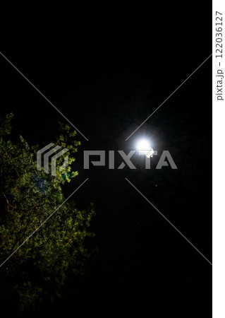Street lamp in the park at night, light through the foliage of trees Street lamp in the park at night, light through the foliage of trees 122036127