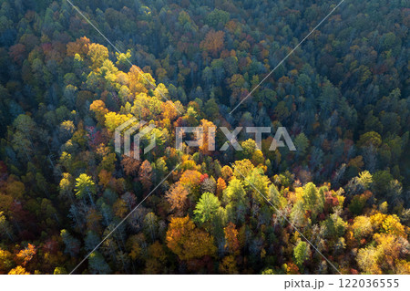 Yellow tree canopies in fall season woods. Colorful lush forest in autumn. Landscape of autumnal wild nature 122036555