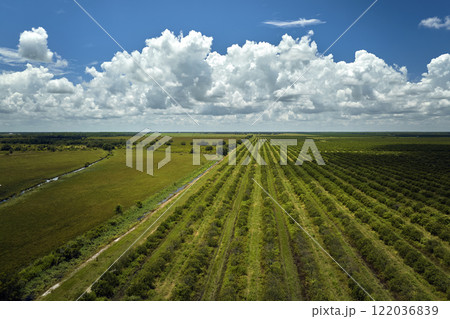 Orange grove in Florida rural farmlands with rows of citrus trees growing on a sunny day 122036839