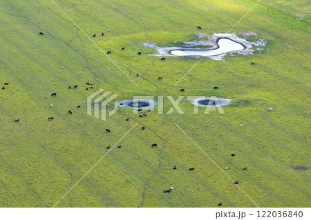 Organic milk and beef production. Free range cows grazing on green farm pasture. Feeding of cattle on farmland grassland 122036840