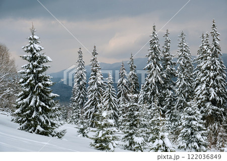 Pine trees covered with fresh fallen snow in winter mountain forest in cold gloomy evening. 122036849