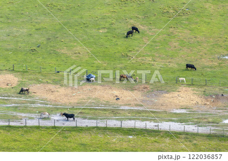 Production of organic dairy products. Milk cows grazing on green farm pasture. Feeding of cattle on farmland grassland 122036857