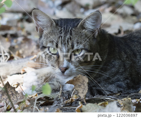 wild street cat, pets wild street cat, pets 122036897