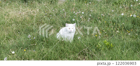 wild street cat, pets wild street cat, pets 122036903
