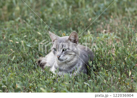 wild street cat, pets wild street cat, pets 122036904
