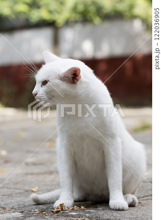 wild street cat, pets 122036905
