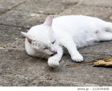 wild street cat, pets 122036906