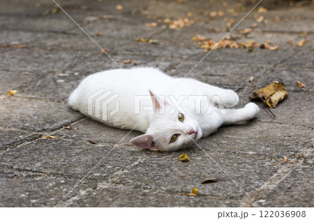 wild street cat, pets wild street cat, pets 122036908