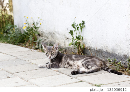 wild street cat, pets 122036912