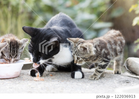 wild street cat, pets 122036913