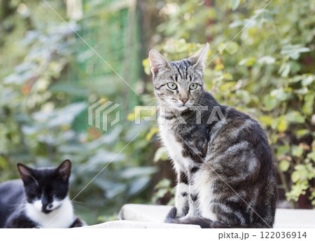 wild street cat, pets 122036914