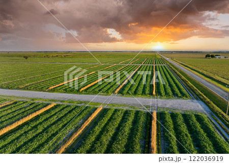 Farming and agriculture industry. Green agricultural field with growing crops in summer season 122036919