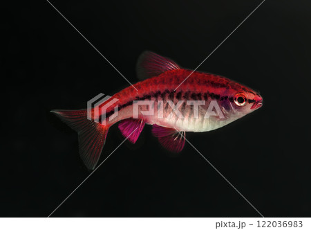 Aquarium fish neon, close-up 122036983