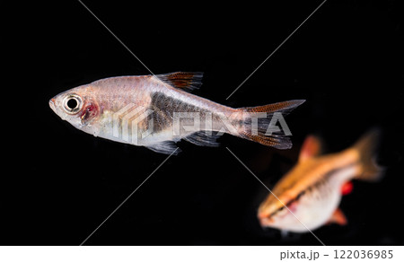 Aquarium fish neon, close-up 122036985