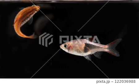 Aquarium fish neon, close-up 122036988