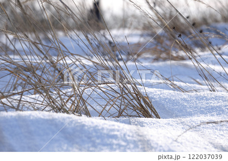 Closeup of snow covered dry grass in winter. Frozen dead wild plants 122037039