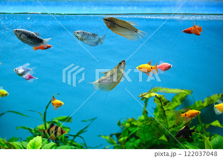 Colorful exotic fish swimming in deep blue water aquarium with green tropical plants Colorful exotic fish swimming in deep blue water aquarium with green tropical plants 122037048