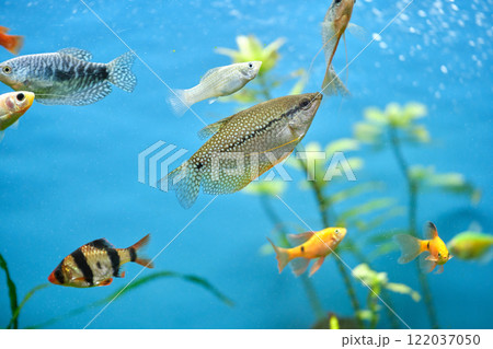 Colorful exotic fish swimming in deep blue water aquarium with green tropical plants Colorful exotic fish swimming in deep blue water aquarium with green tropical plants 122037050