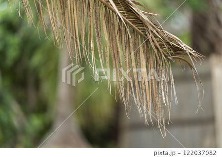Dry dead palm tree on Florida home backyard 122037082