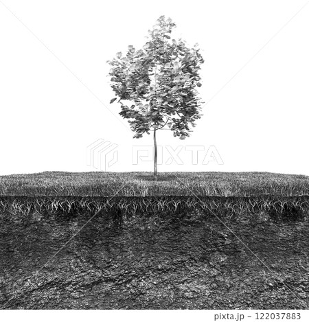 tree on the grass and a slice of soil under it, 3d render tree on the grass and a slice of soil under it, 3d render 122037883