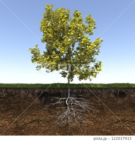 tree root system, 3d render 122037915