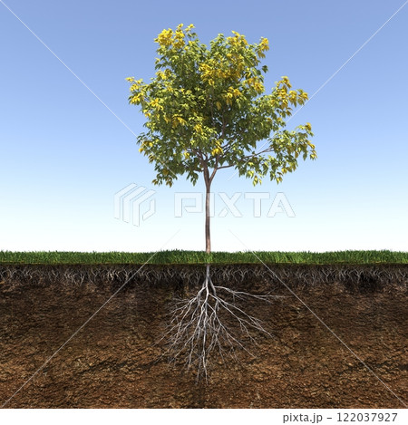 tree root system, 3d render 122037927